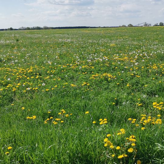 Strauch-Ponickauer Höhenrücken