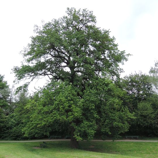 Eiche in der Ing. Stern Straße