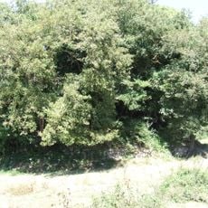 Poua del Molí del Bosc