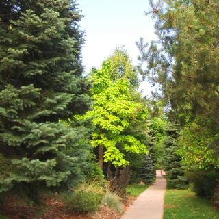 Andrews Arboretum