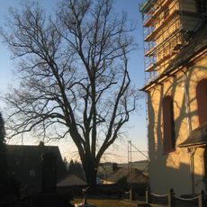 Sommerlinde in Haintchen