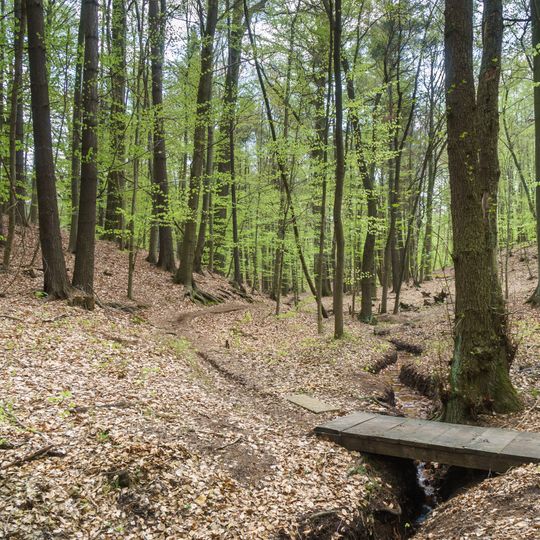 Laubwälder der Dahlener Heide