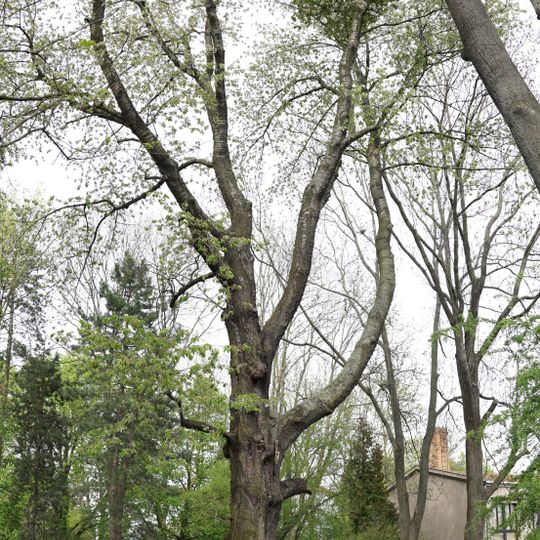 Třešeň ptačí v Říčanech u Prahy