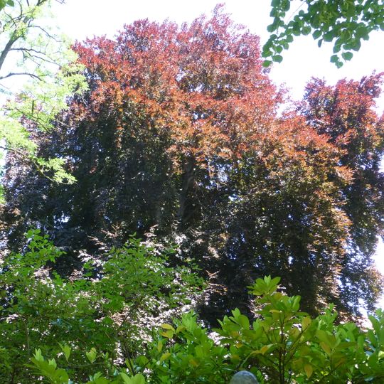 Blutbuche in Babelsberg-Nord