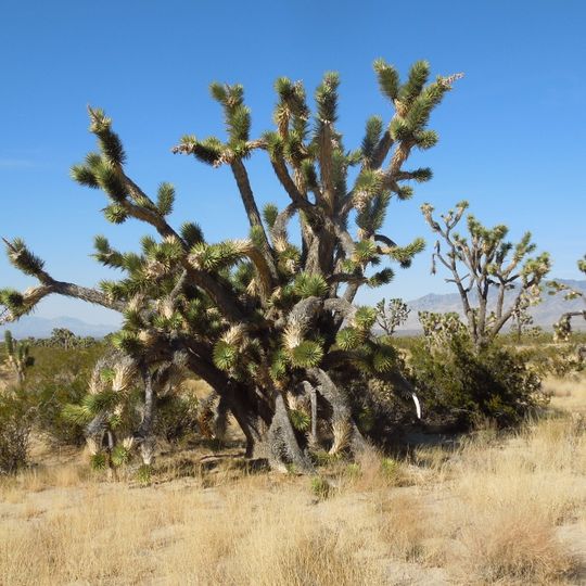 Mojave Riserva Nazionale