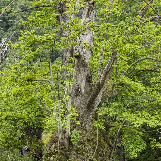 Kasztanowiec z Pianello