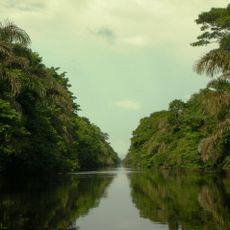 Rio Negro-Rio San Sun mangroves