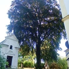 Buk lesní v Lešné