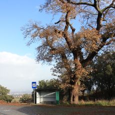 Árvore isolada em Carvalheira