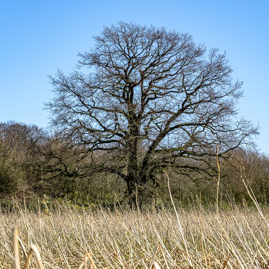 Ameshorst - Haus Hülshoff