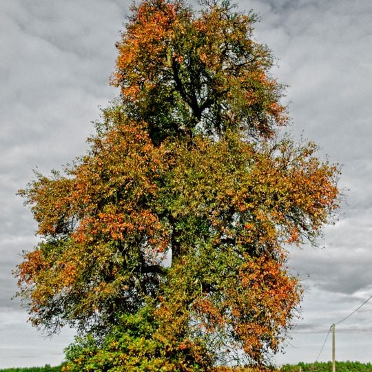 Naturdenkmal Wildbirne Am Zollhaus,EinfahrtAm Birkenhain in Sielow