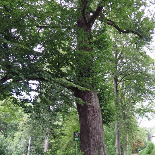 Lípa srdčitá před kostelem