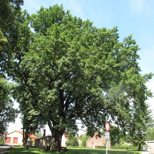 Friedenseiche Ahrensdorf