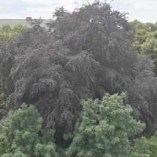 Blutbuche auf dem Gelände der ehemaligen Realschule in Senftenberg