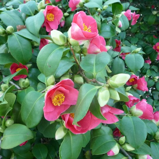 Pillnitz Camellia