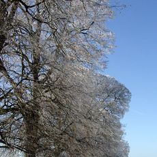 Lindenallee mit 35 Winterlinden, 3 Eichen, 1 Bergahorn und 3 Kastanien