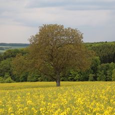 1 Walnussbaum im Gewann „Laibacherberg“
