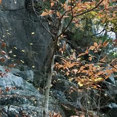 American Legion State Forest