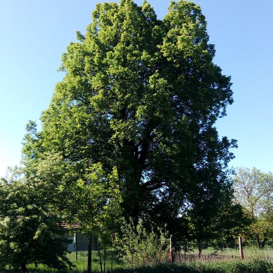 Lípa u Hlinické hájovny