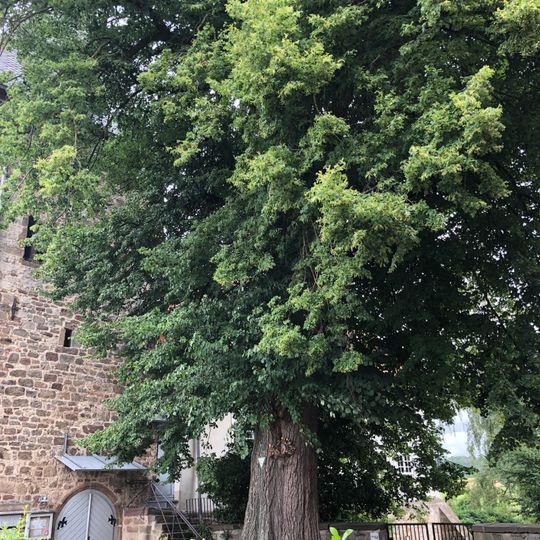 Kirchenlinde von Wethen