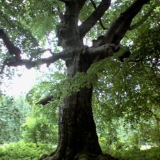 Chlaňův buk nad Horní Radouní