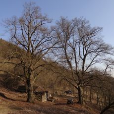 Památné lípy v Padouchově