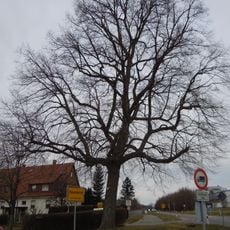 Linde an der Lindenstraße