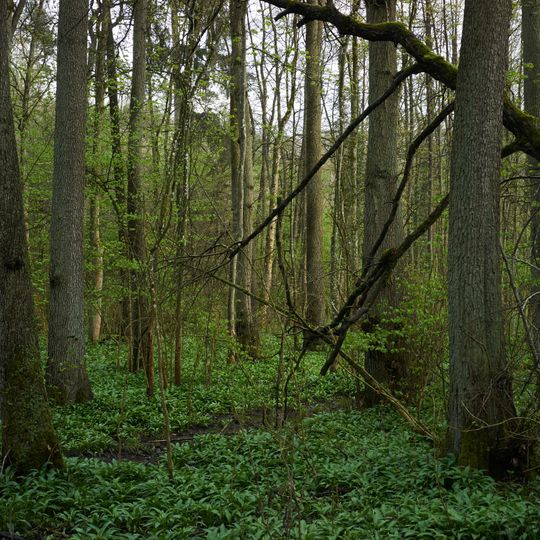Auenwald am Buchenbachhof