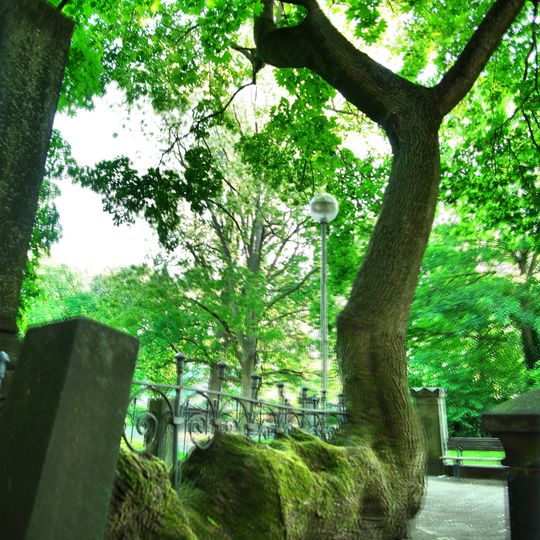 Natural monument Acer in Gartenfriedhof