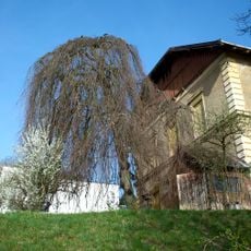 Trauerbuche in Steyr