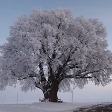 Kaiserlinde in Weilbach