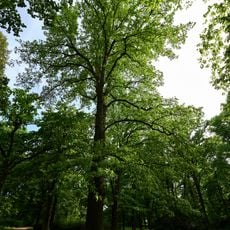 Zerr-Eiche Schlosspark Biesdorf