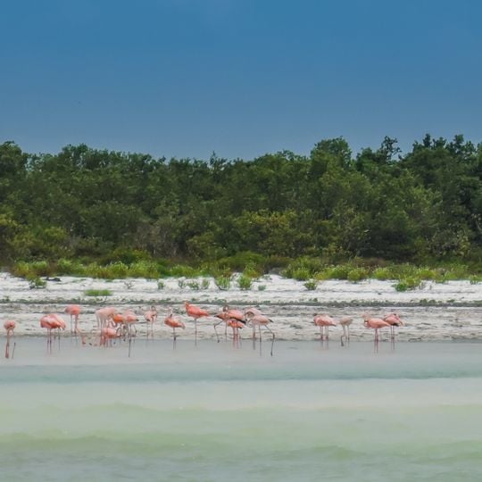 Área de protección de flora y fauna Yum Balam