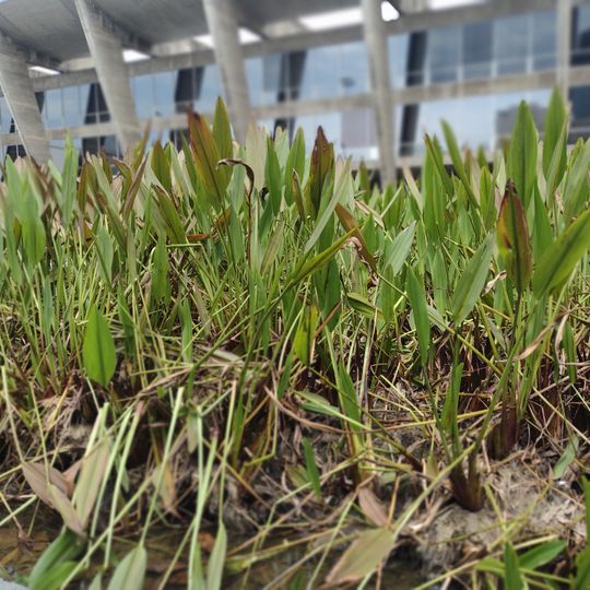 Lagos de Plantas Aquáticas do Museu de Arte Moderna