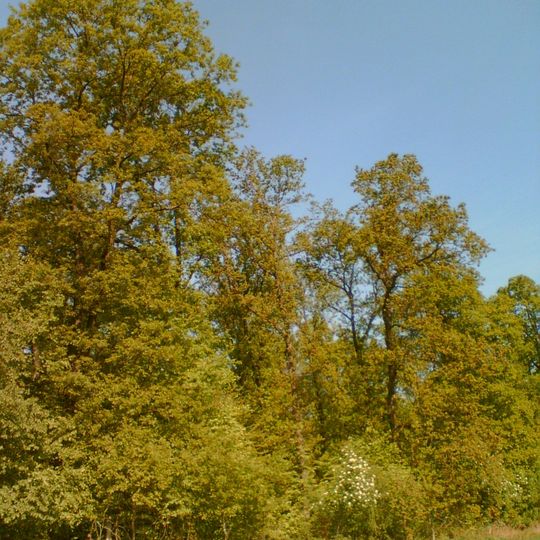 Eichenhudewälder bei Lauenberg