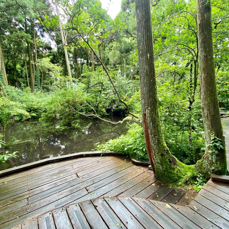 Japanese Cedars in Sugisawa