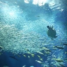 Aqua World