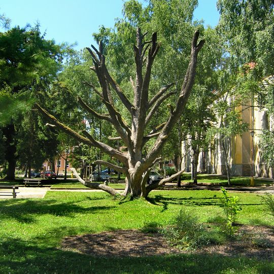 Turkish Hazel in Ronov nad Doubravou