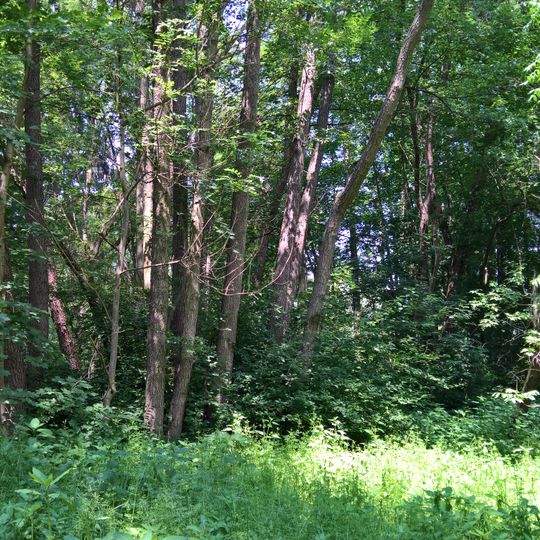 Naturschutzgebiet Bruch von Bad König und Etzen-Gesäß