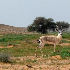 Natural Reserves in Saudi Arabia