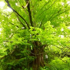 Sommerlinde am Hacklberg