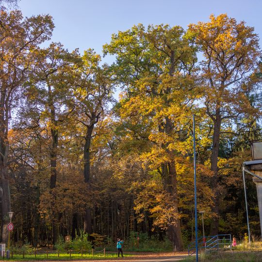 Duby lesmistra J. Neumanna