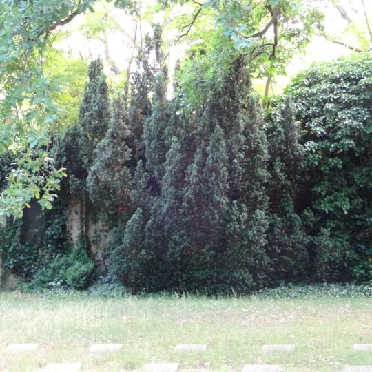 Gemeine Eibe Friedhof Rummelsburger Straße