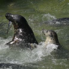 Cornish Seal Sanctuary