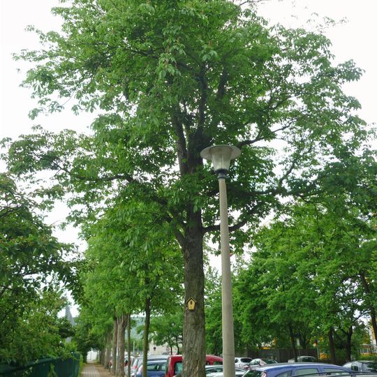Rosskastanien Marschnerstraße
