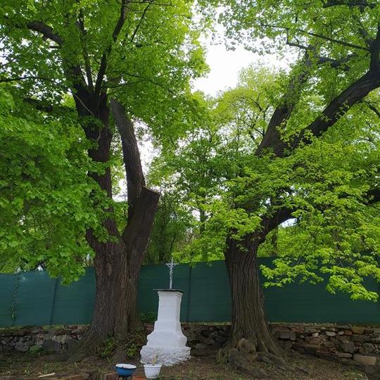 Lípy u červeného mlýna v Chanově