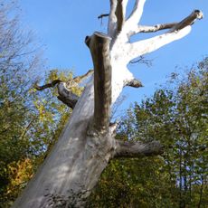 Vendryňský černý topol u Kopytné