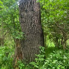 Stieleiche Albertsthal