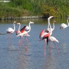 Camargue