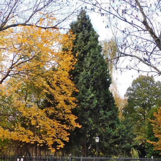 Jałowiec wirginijski przy ulicy Wróbla 3/5